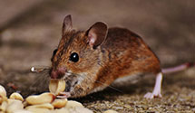 24 Hour & Emergency Exterminators in Essex, NC